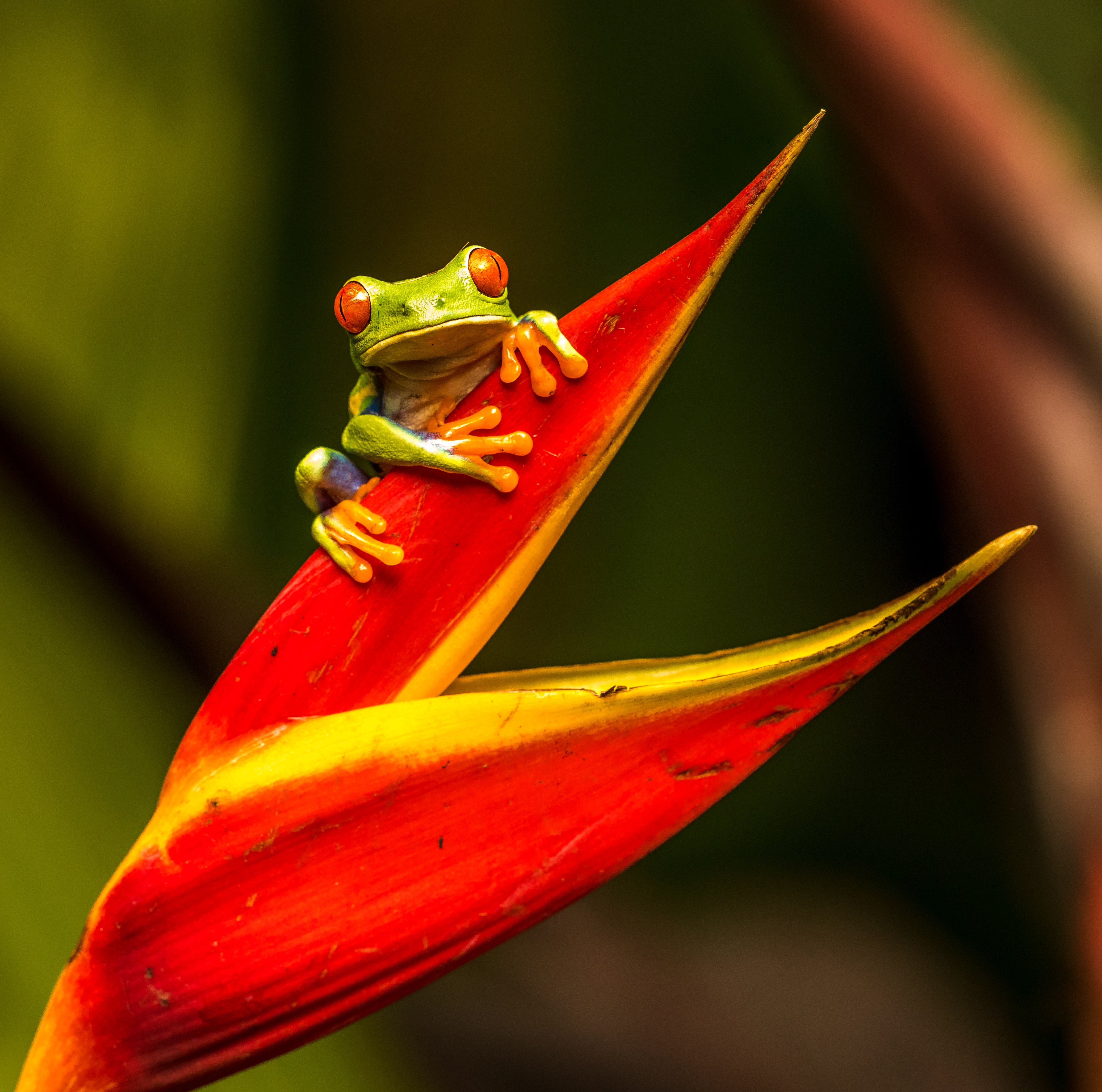 Small green frog on a red leaf.